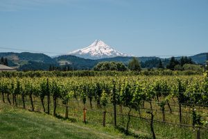 View of Mt. Hood behind a winery.