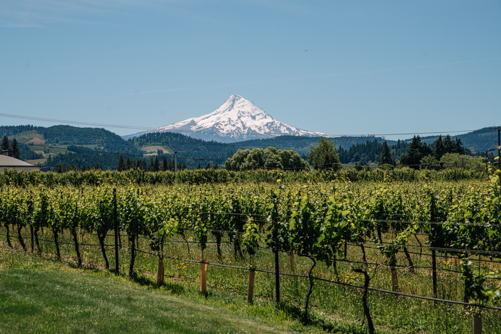 View of Mt. Hood behind a winery.